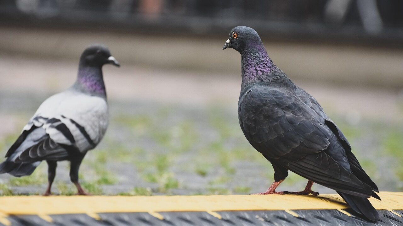 pigeons-6961301_1280-e1747733028349