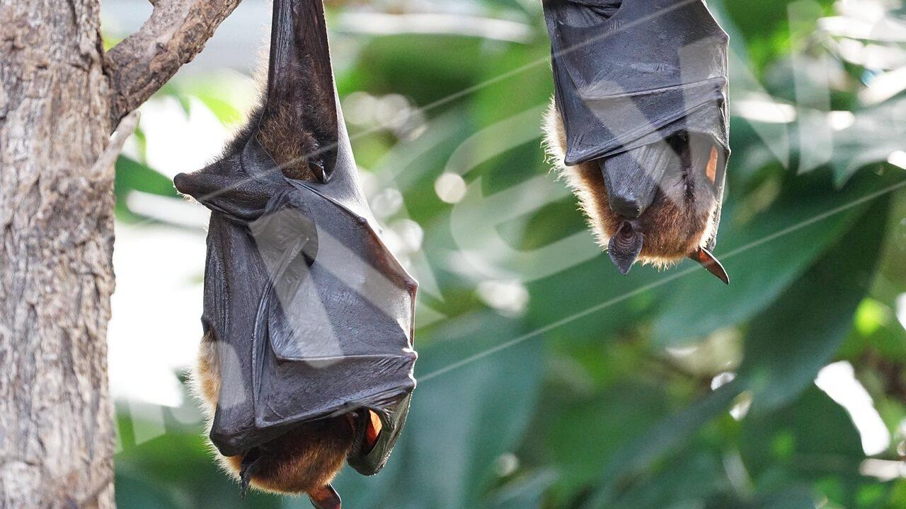 pipistrelli-e1746718506865