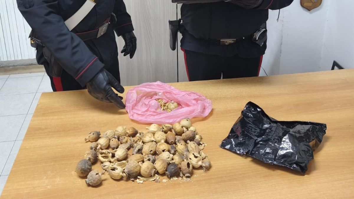 carabinieri bulbi di papavero